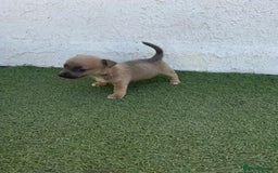Jack Russell dogs for sale: Rose meadow jacks  - Image 4