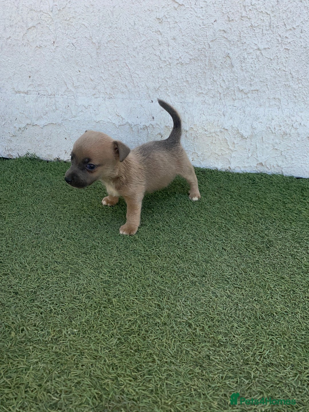 Jack Russell dogs for sale: Rose meadow jacks  - Image 4