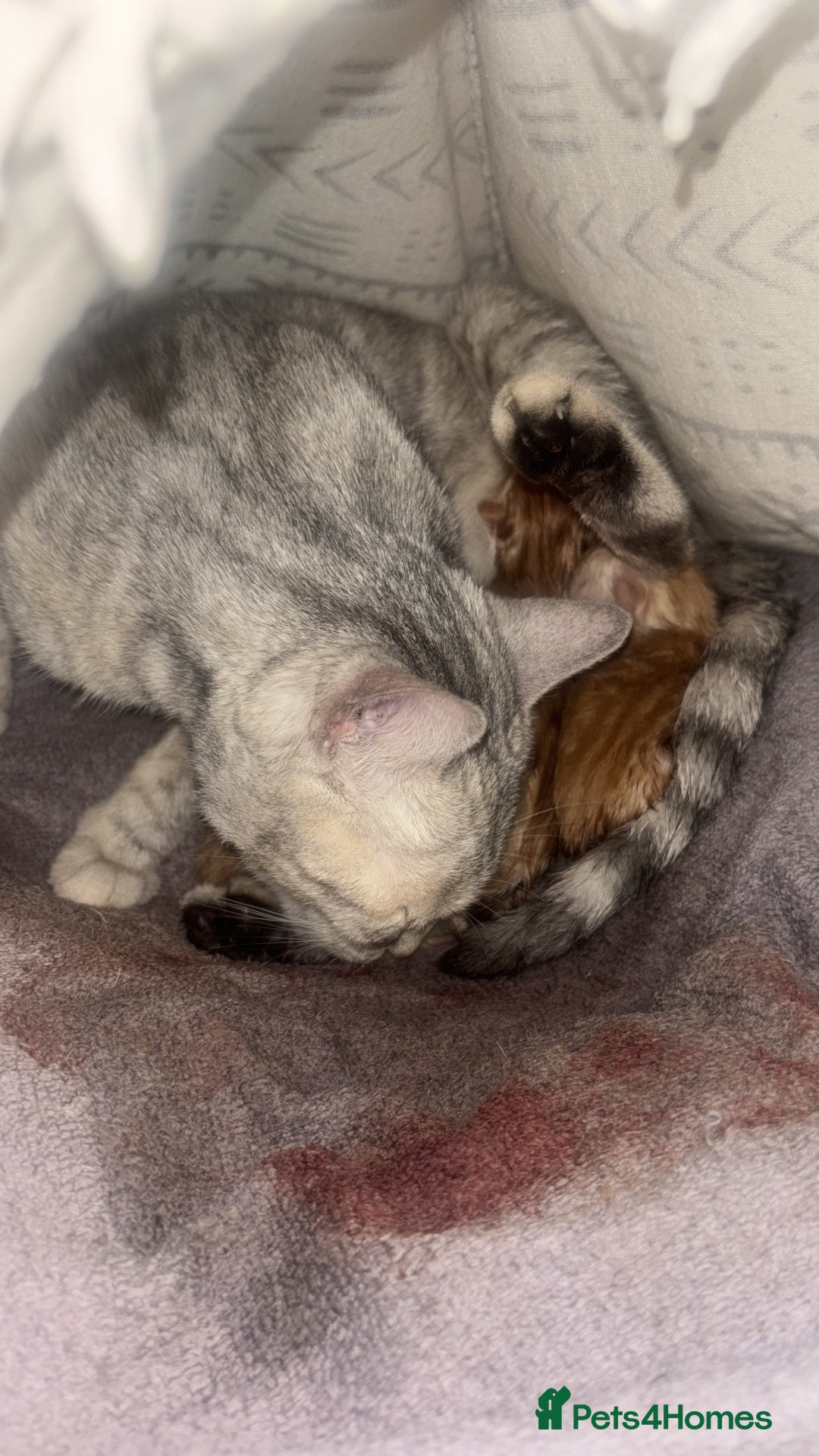 Bengal cats for sale: Unique Bengal Kittens  - Image 17
