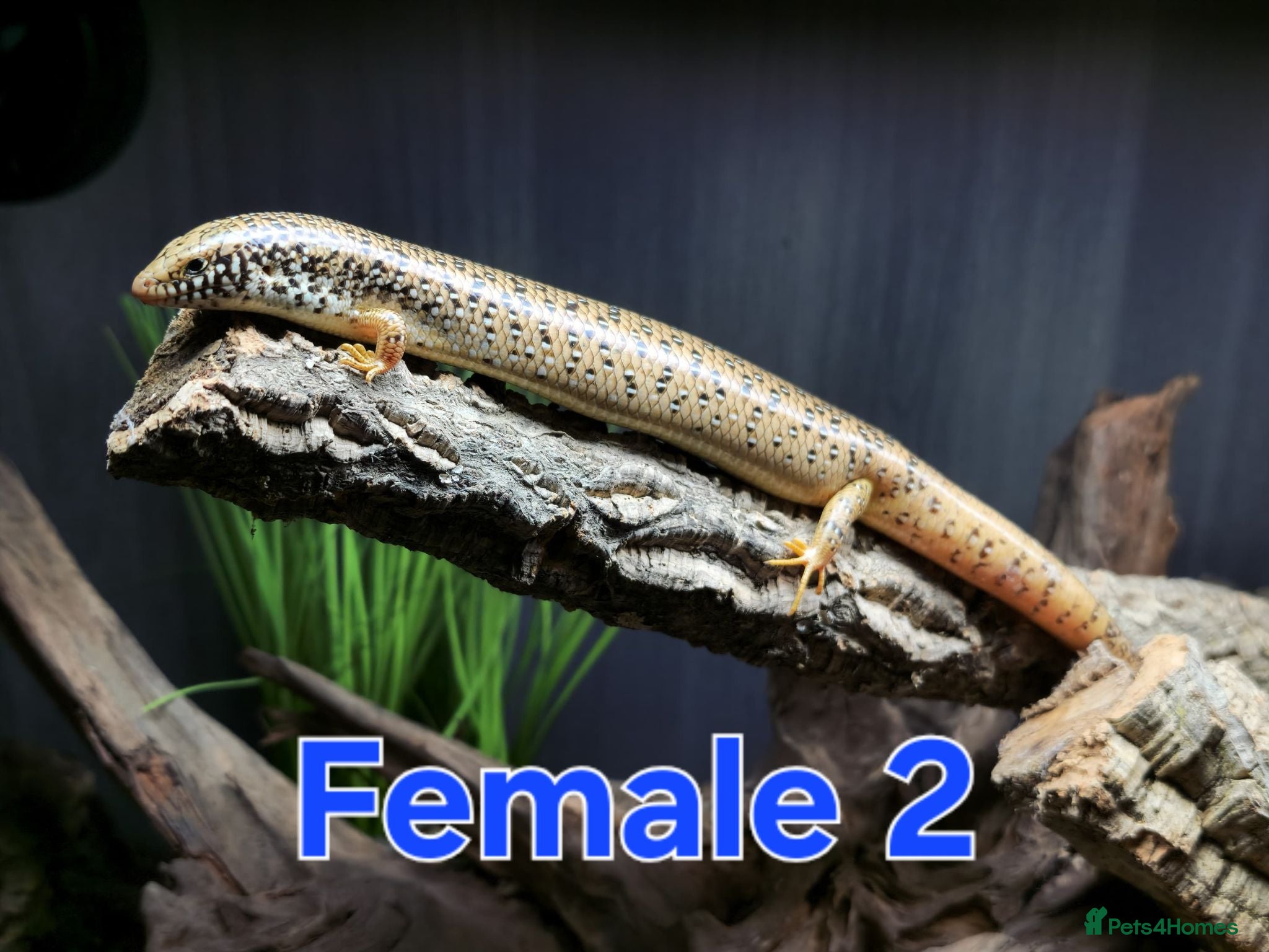 Skink reptiles Group of Three Oscellated Skinks - Advert 4