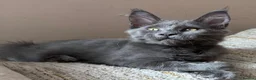 Maine Coon cats for sale: Stunning TICA GCCF Russian Blue Maine Coons - Advert 39
