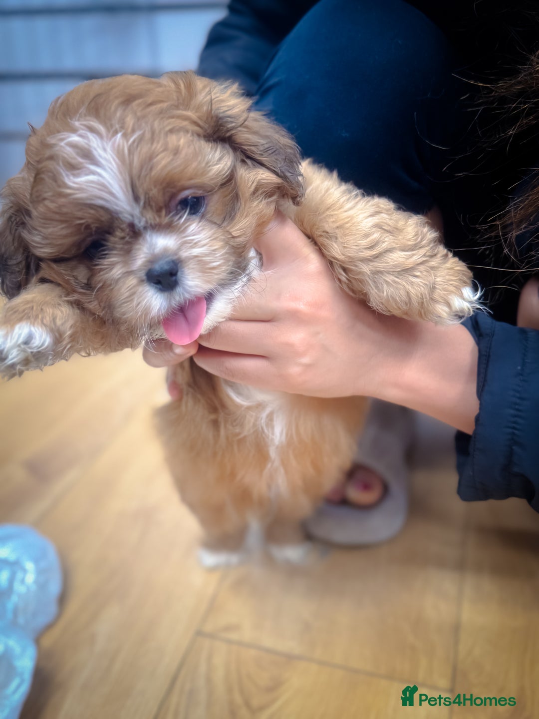 Mixed Breed dogs for sale: ✨ Gorgeous Mixed-Breed Puppies Looking for Homes - Advert 6