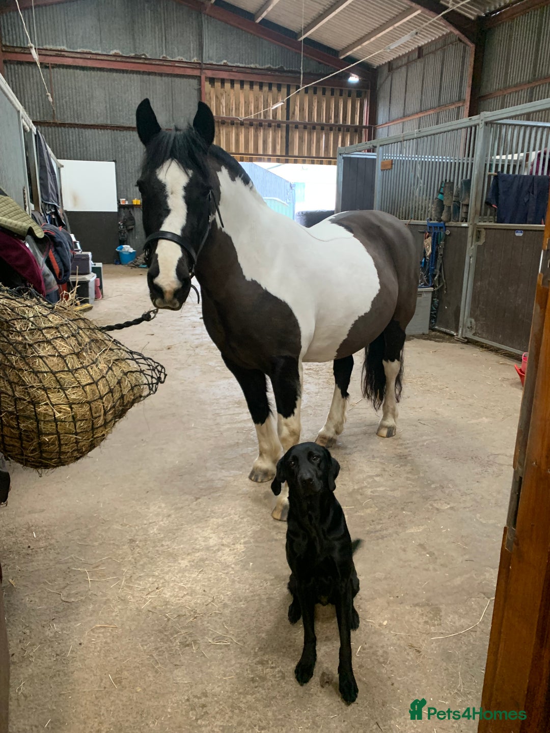 Labrador Retriever dogs for sale: Beautiful black lab for rehoming - Advert 11