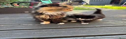Mixed Breed cats for sale: Sweet little kittens for sale! - Advert 1