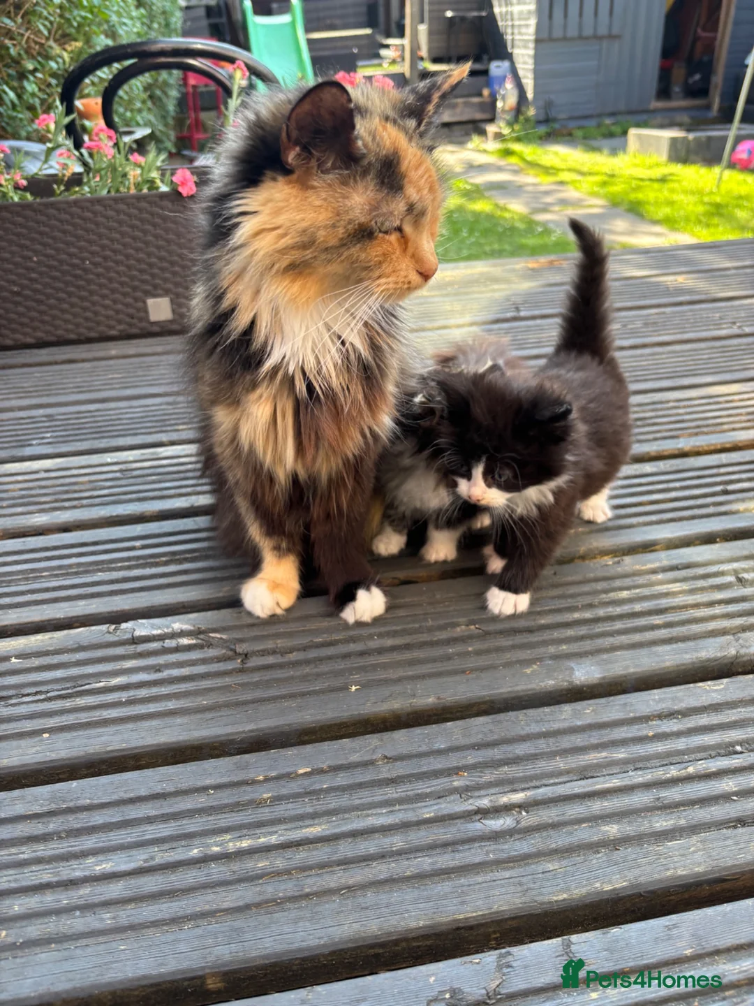 Mixed Breed cats for sale: Sweet little kittens for sale! - Advert 1