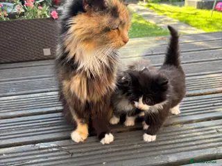 Mixed Breed cats Sweet little kittens for sale! - Advert 1