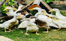 Ducks poultry for sale: Indian Runner Ducks - READY NOW 😊 - Image 6