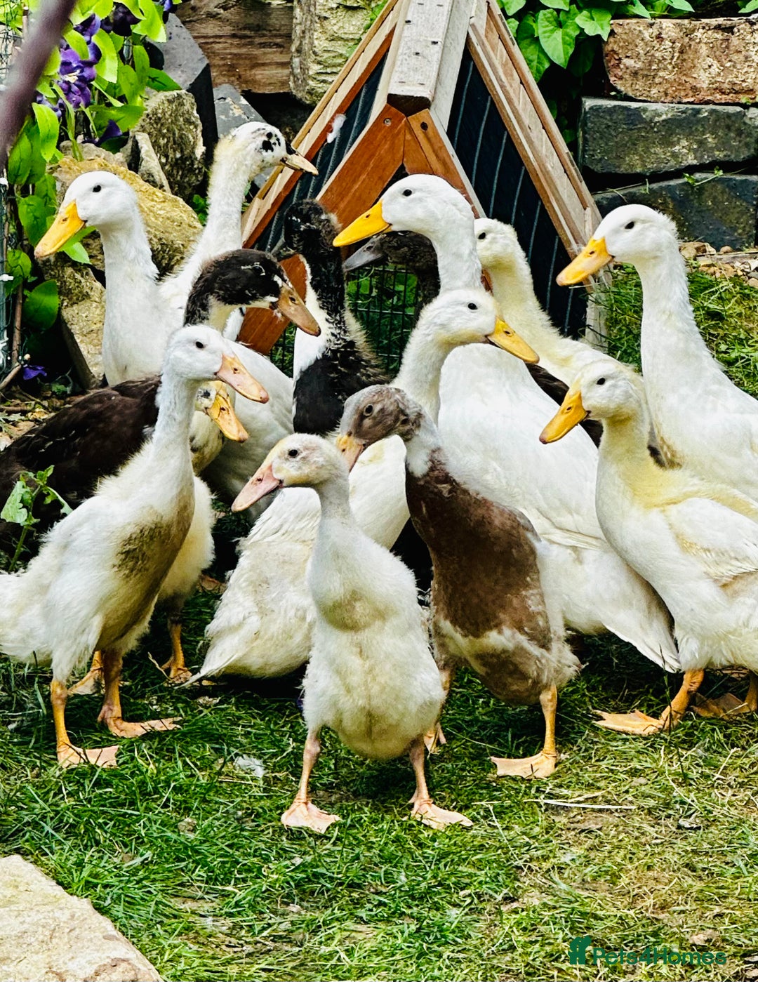 Ducks poultry for sale: Indian Runner Ducks - READY NOW 😊 - Image 6