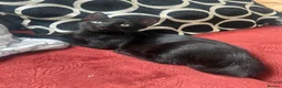 Mixed Breed cats for sale: Pair of kittens to go together  - Advert 10