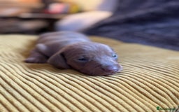 Miniature Dachshund dogs for sale: Beautiful miniature dachshunds for sale  - Image 6