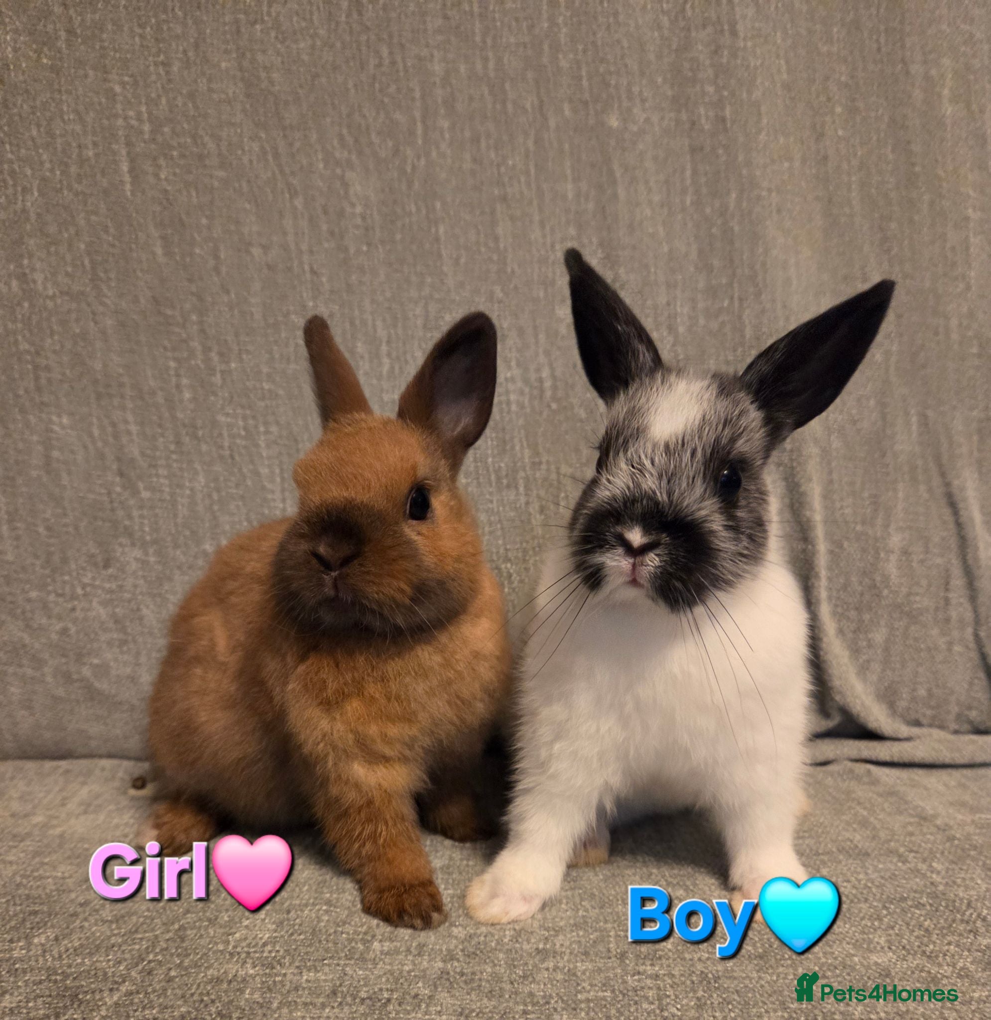 Netherland Dwarf rabbits 8 week old pure Netherland Dwarf 🩷🩵 - Advert 1