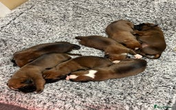 Boxer dogs for sale: Boxer puppies K.C registered  - Image 5