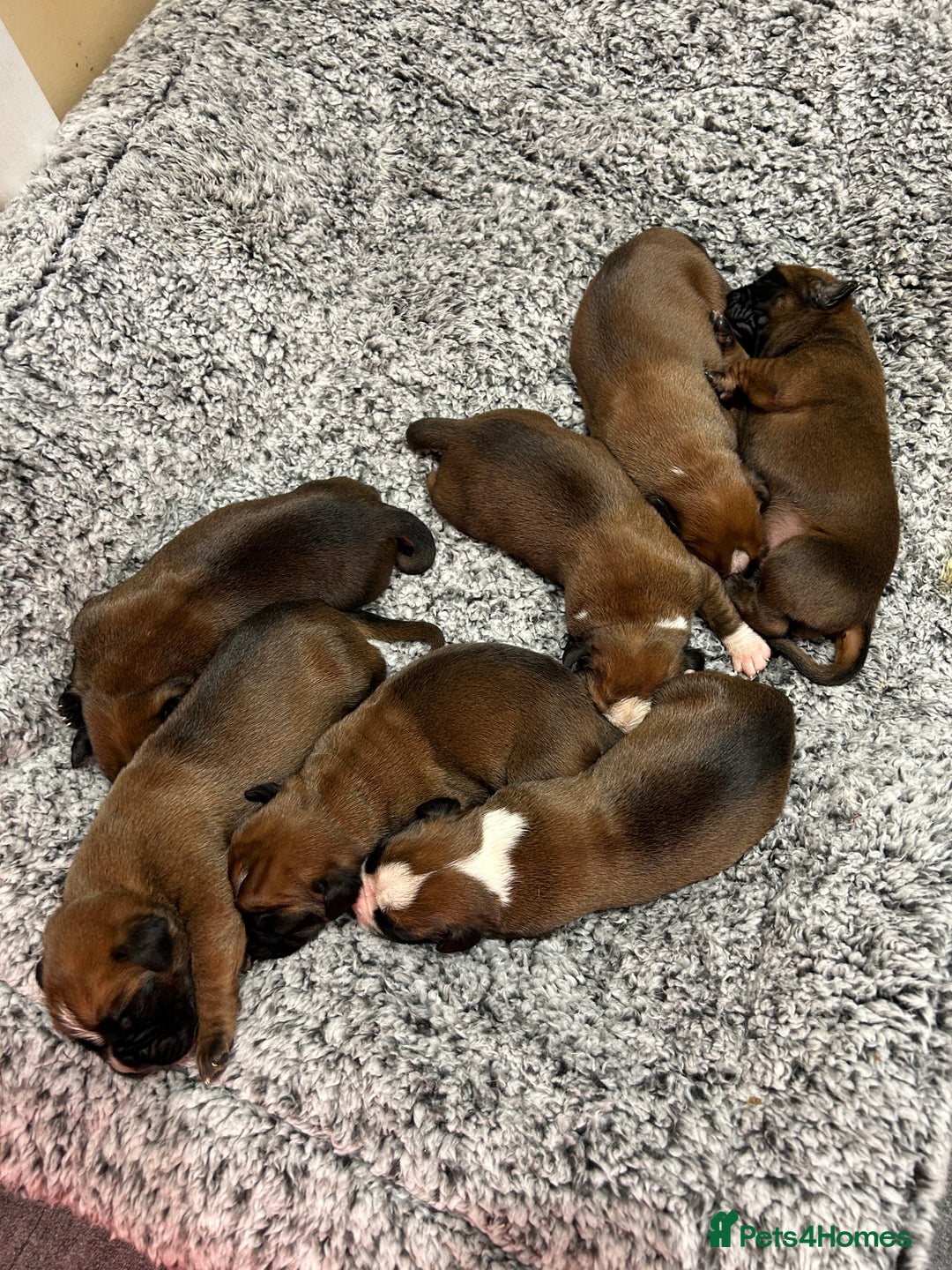 Boxer dogs for sale: Boxer puppies K.C registered  - Image 5