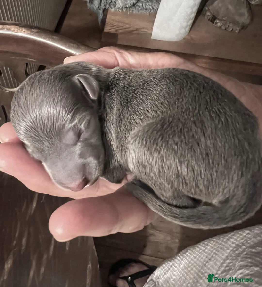 Italian Greyhound dogs for sale:     Italian Greyhound. Babies  - Advert 21