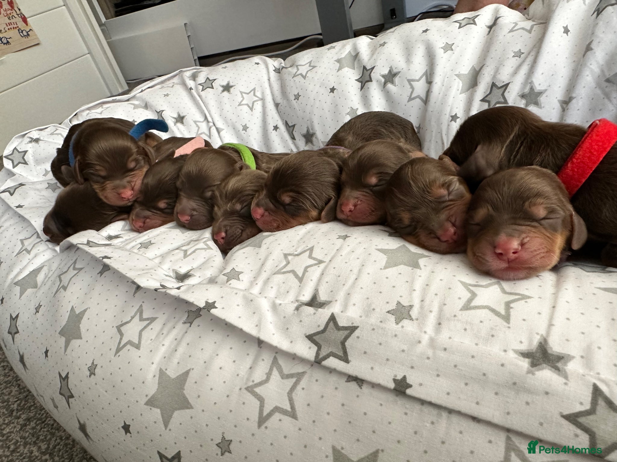 Cocker Spaniel dogs KC working cocker spaniel puppies D+D - Advert 1