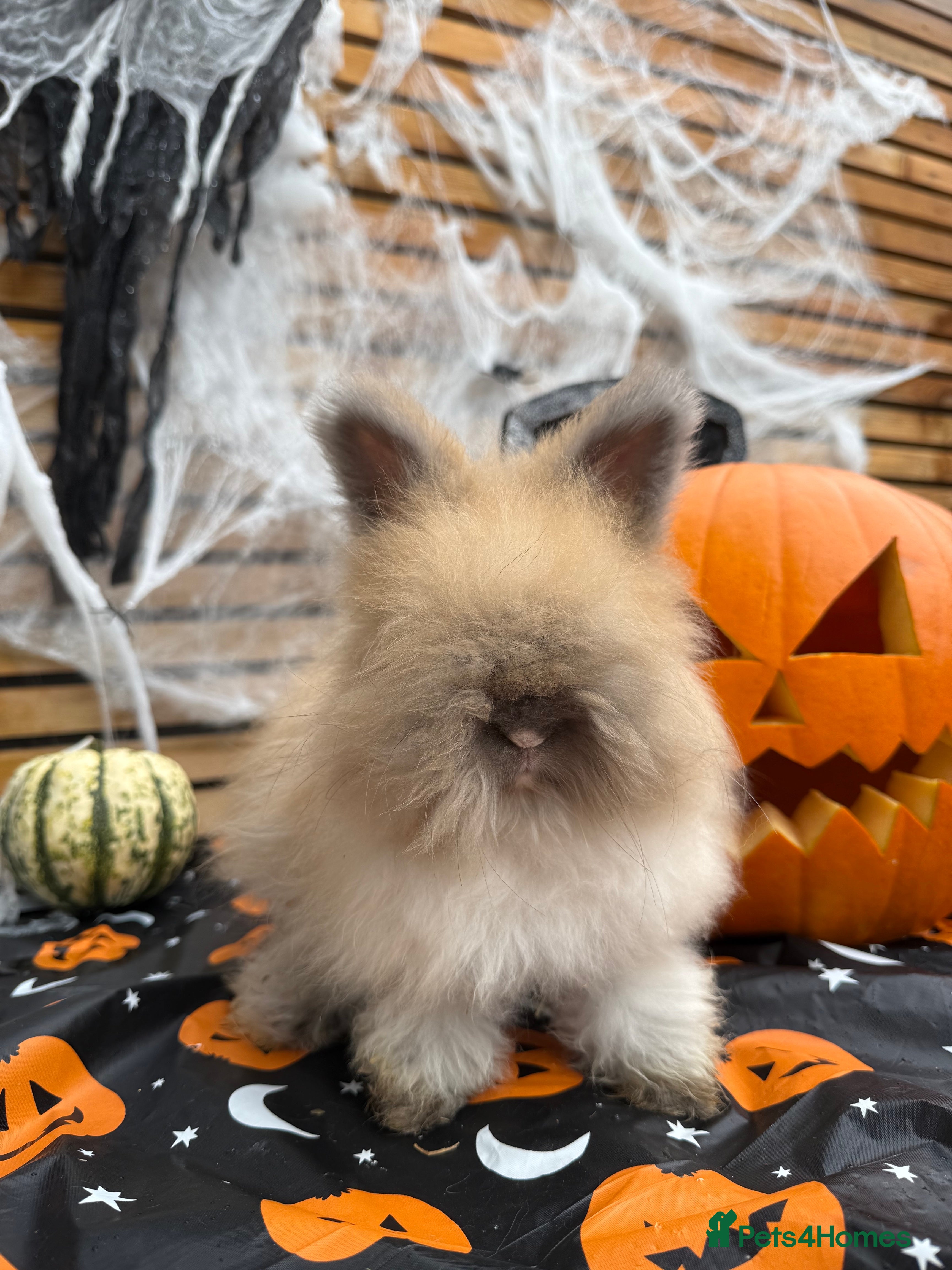 Angora rabbits English Angora Babies  - Advert 3