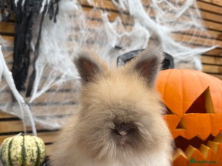 Angora rabbits English Angora Babies - Advert 3