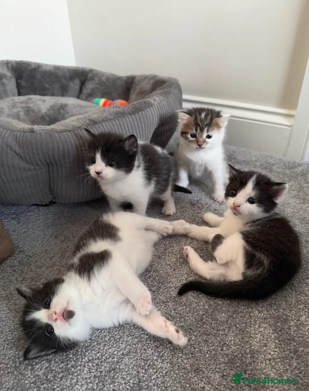 Mixed Breed cats for sale: Fluffy British shorthair/Persian mix kittens  in Benfleet - Advert 2