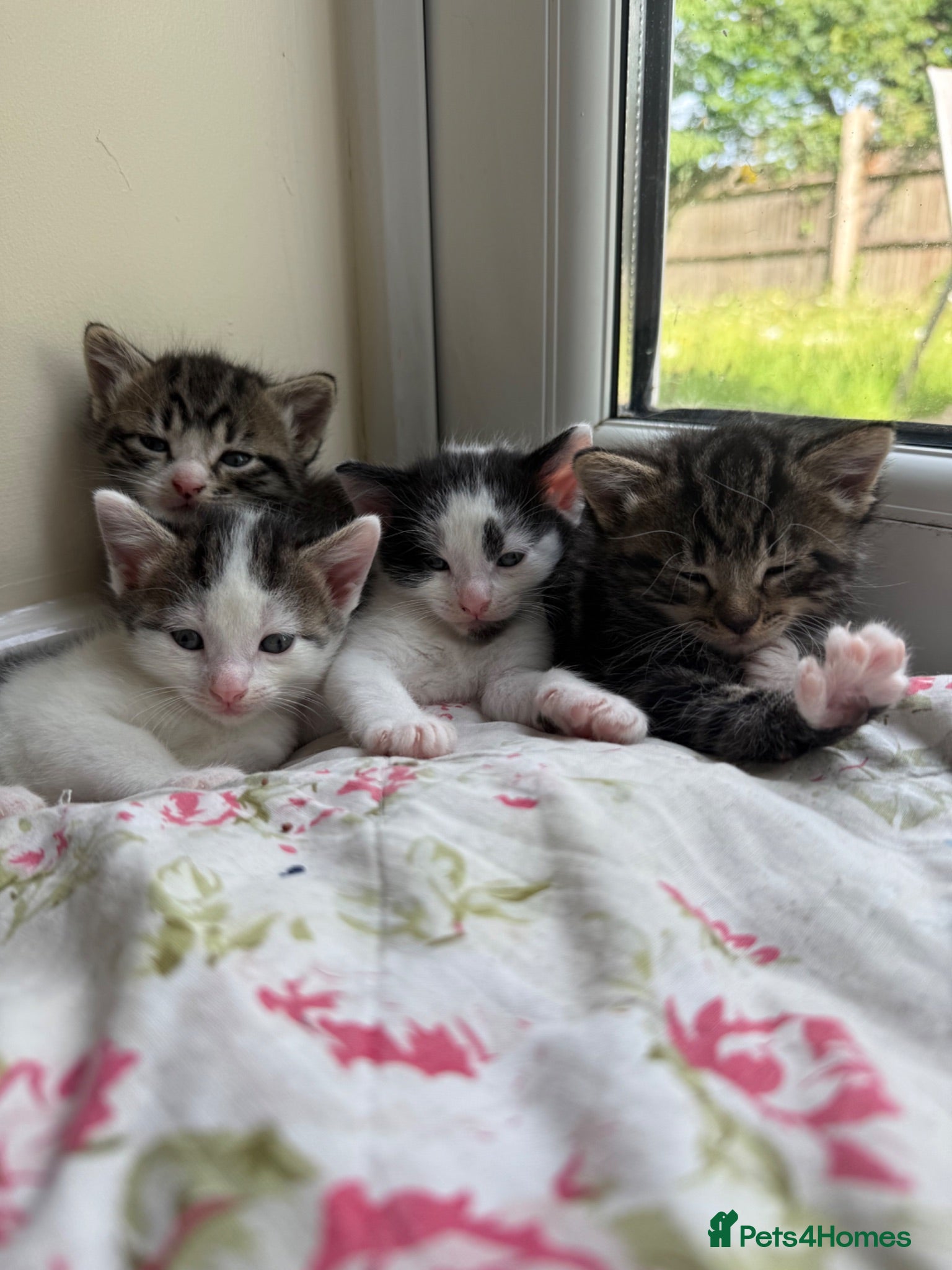 Mixed Breed cats 2 Kittens for sale  - Advert 2