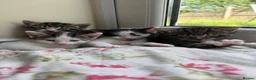 Mixed Breed cats for sale: 2 Kittens for sale  - Advert 1