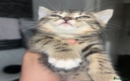 Scottish Fold cats for sale: Adorable Scottish Straight Kittens 💞 - Image 3