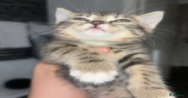 Scottish Fold cats - Advert 15