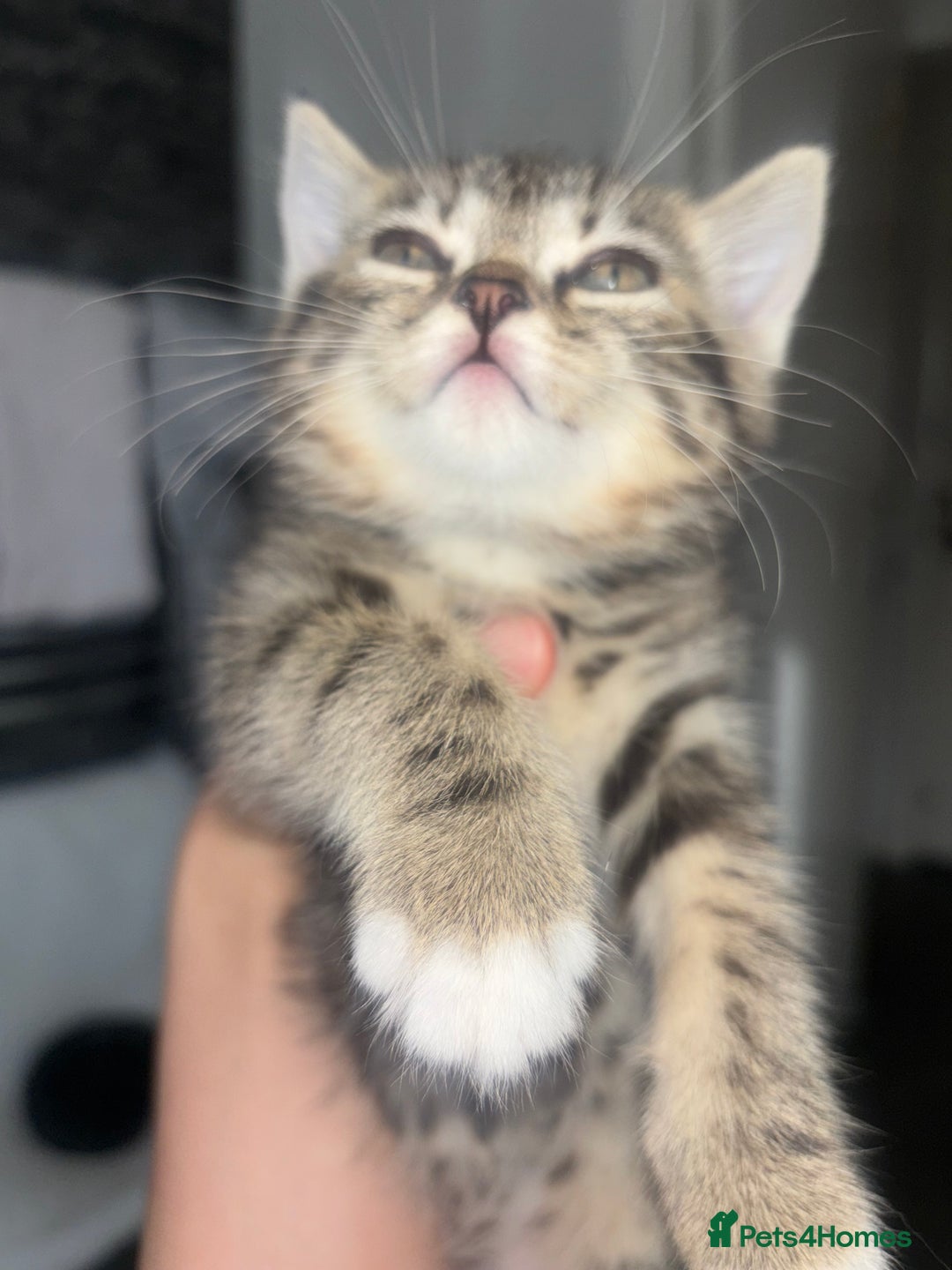 Scottish Fold cats for sale: Adorable Scottish Straight Kittens 💞 - Image 3