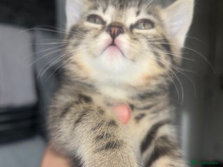 Scottish Fold cats - Advert 6