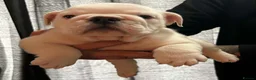 English Bulldog dogs for sale: English bulldog gorgeous pups kc registered  - Advert 14