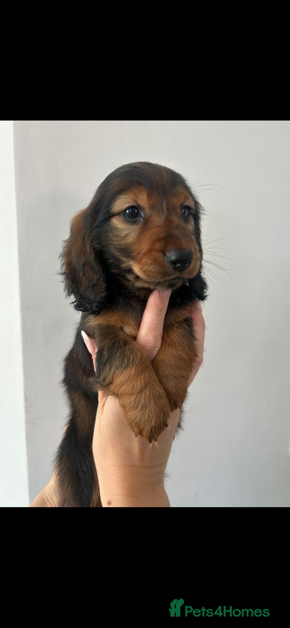 Miniature Dachshund dogs 1 shaded red long haired miniature dachshunds 🐶 - Advert 11