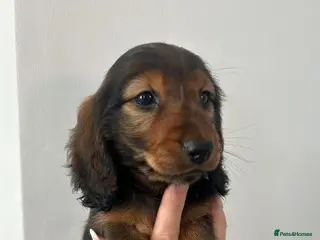 Miniature Dachshund dogs 1 shaded red long haired miniature dachshunds 🐶 - Advert 11