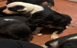 Mixed Breed dogs for sale: Beautiful Huntaway x Collie pups  - Image 17