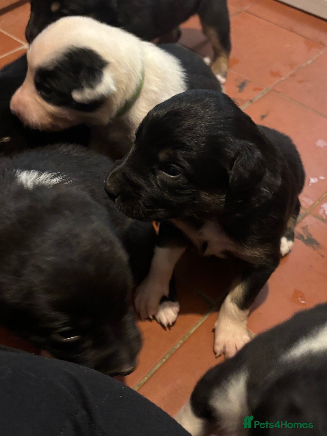 Mixed Breed dogs for sale: Beautiful Huntaway x Collie pups  - Image 17