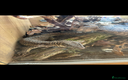Monitor reptiles for sale: Female ackie monitor lizard - Image 5