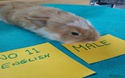 English rabbits for sale: Rabbits for sale , various sexes avaliable  - Image 19