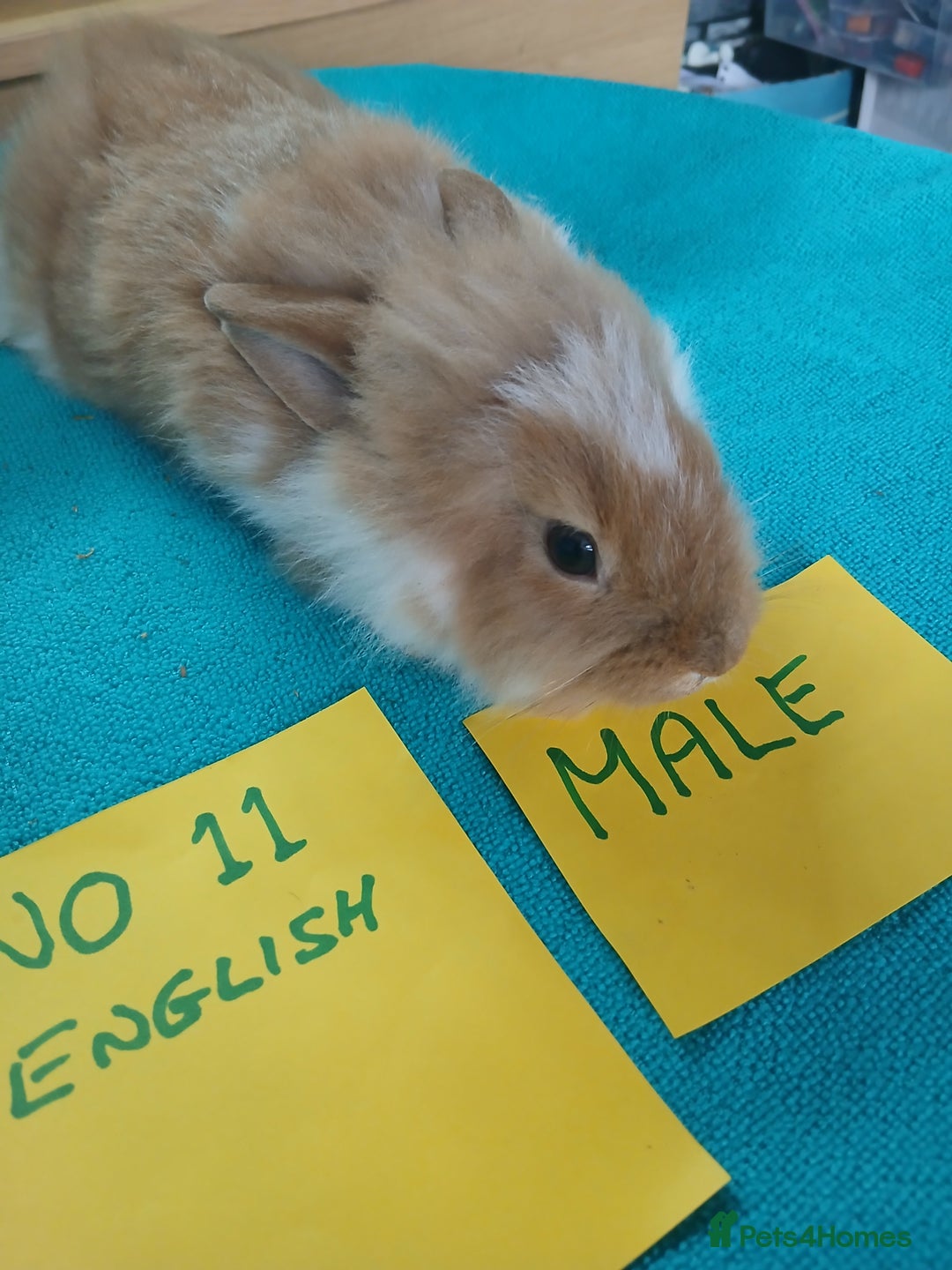 English rabbits for sale: Rabbits for sale , various sexes avaliable  - Image 19