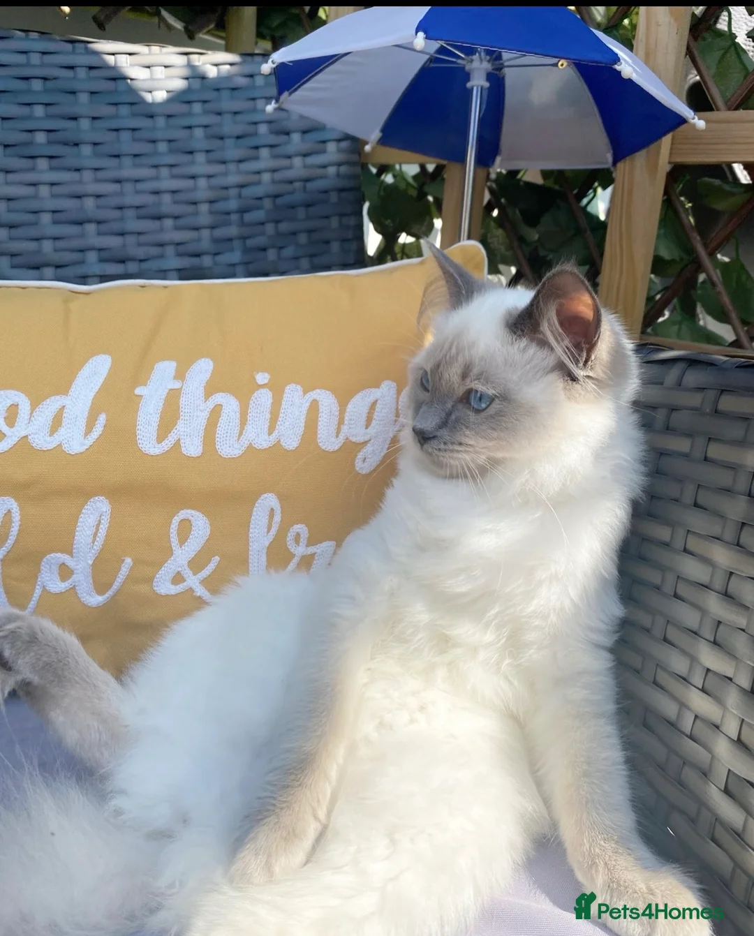 Ragdoll cats for sale: 🎀GCCF bi/point champion sired ragdolls 🎀 - Advert 12