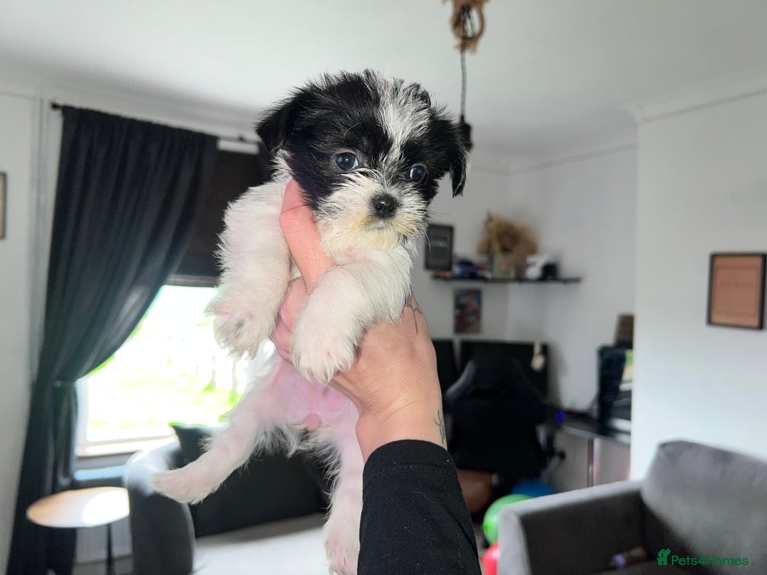 Zuchon dogs for sale: Shihzu x Bichon x Westie - Image 30