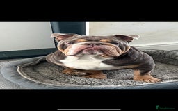 English Bulldog dogs for sale: Beautiful English Bulldog looking for a new home  - Image 2