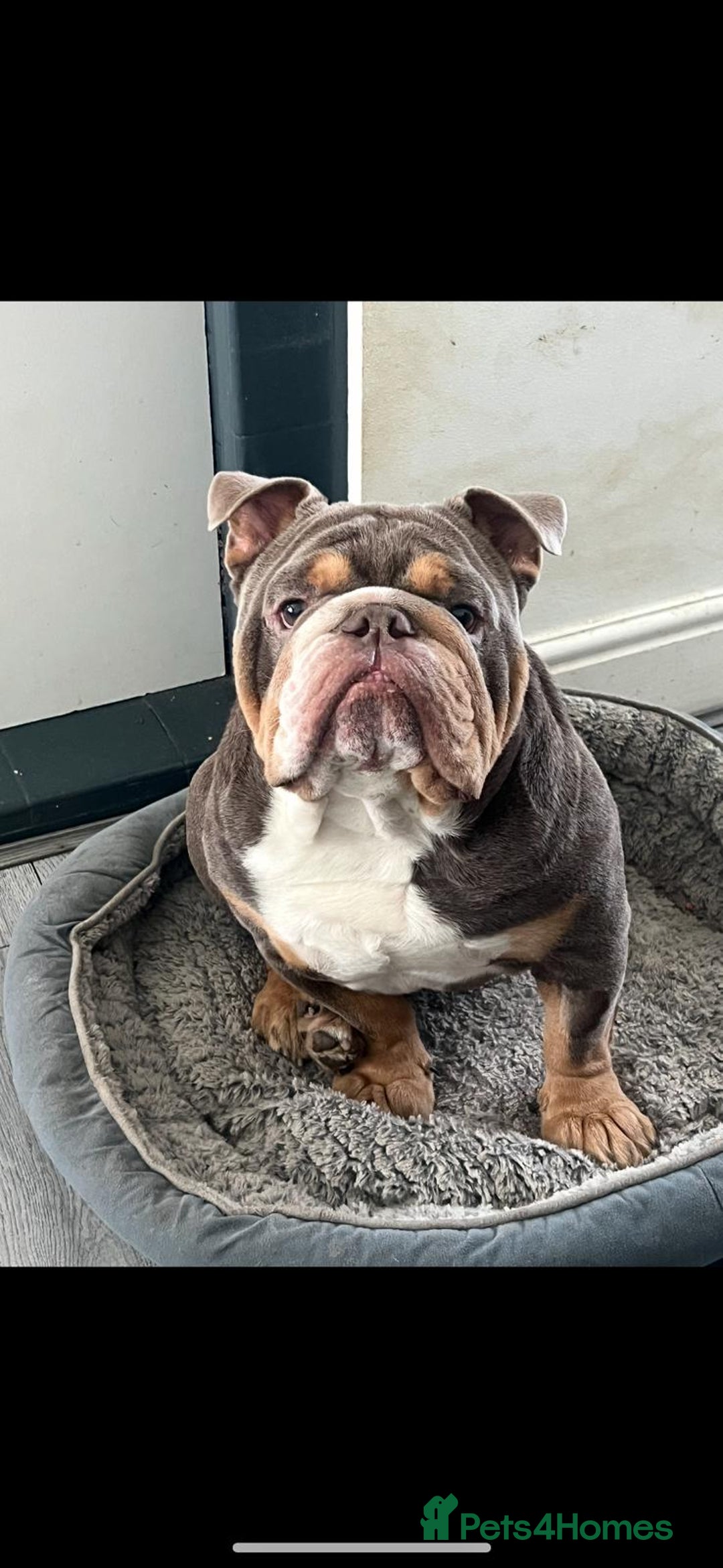 English Bulldog dogs for sale: Beautiful English Bulldog looking for a new home  - Image 2