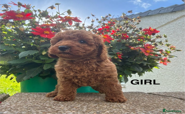 Miniature Poodle dogs - Advert 12