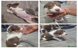 Border Collie dogs for sale: Border collie puppies  - Image 12