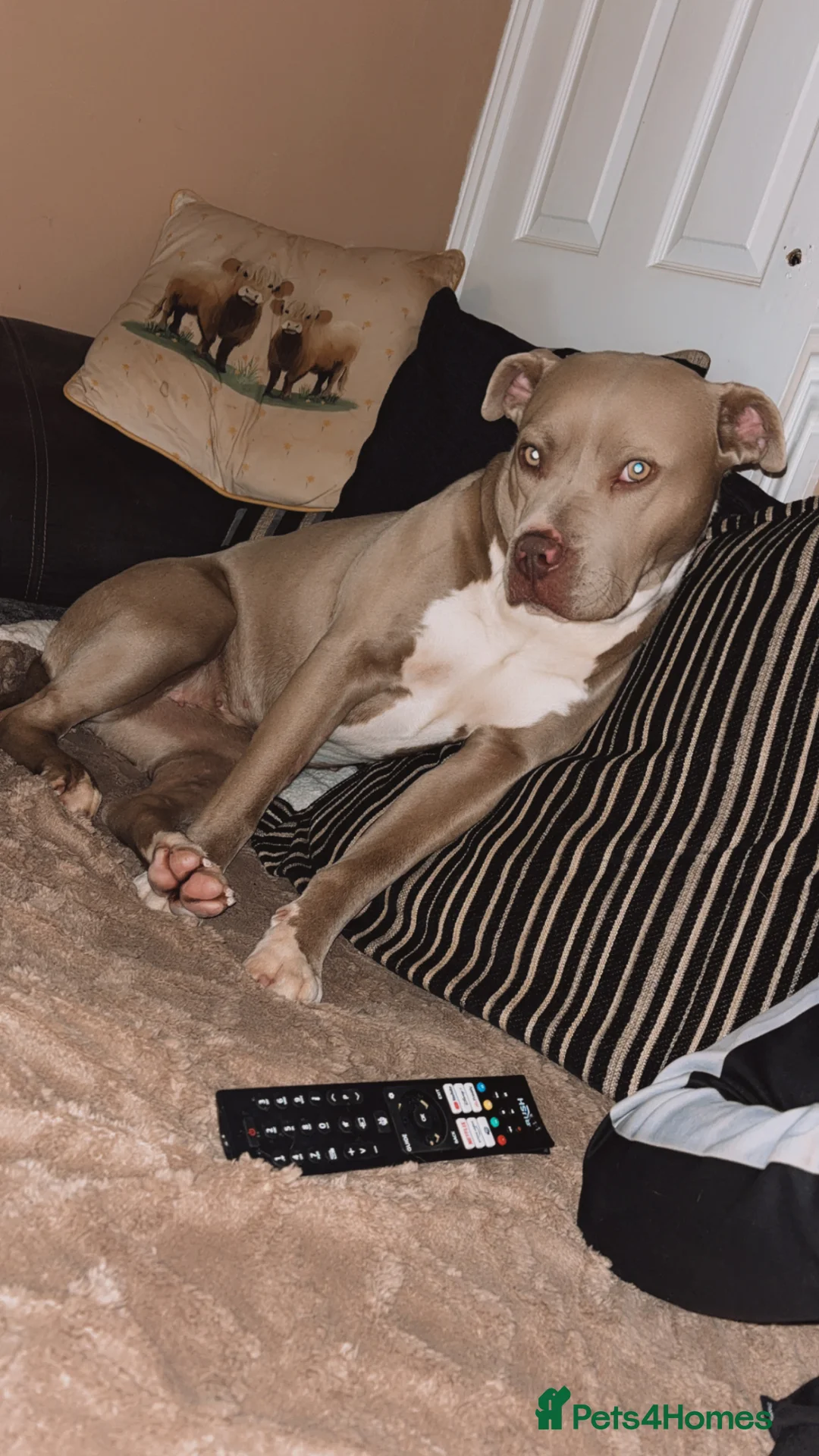 Mixed Breed dogs for sale: American bully  - Advert 2