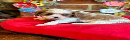 Cavalier King Charles Spaniel dogs for sale: KC. C.K.C.S from Champion Show Lines - Advert 17