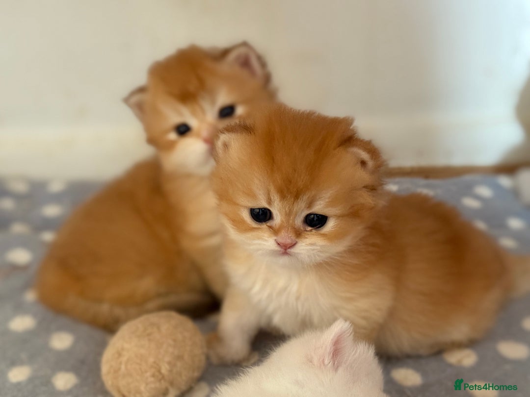 British Longhair cats for sale: GCCF reg BLH Black and Chocolate Golden kittens - Image 33