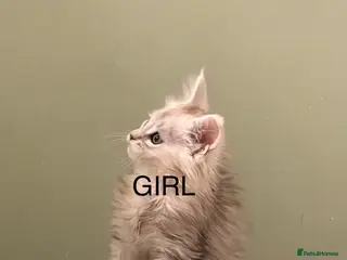 Maine Coon cats Registered Maine Coon kittens - Advert 13