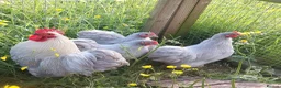 Chickens poultry for sale: chicks and chickens pure breeds - hatching eggs - Advert 16