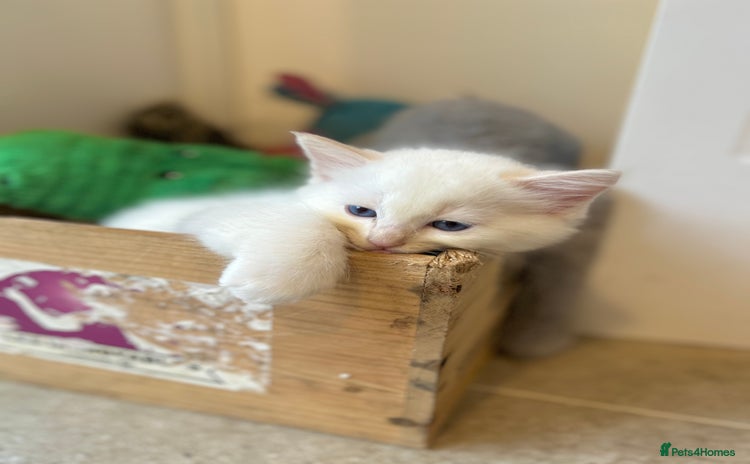 Ragdoll cats - Advert 1