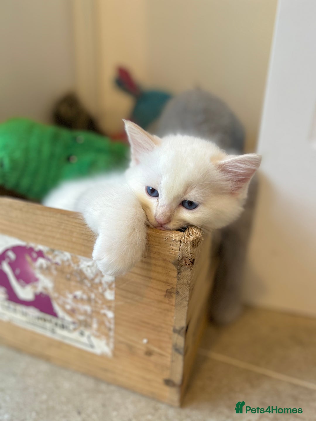 Ragdoll cats for sale: Stunning TICA reg Flame/Cream Boy - Image 2