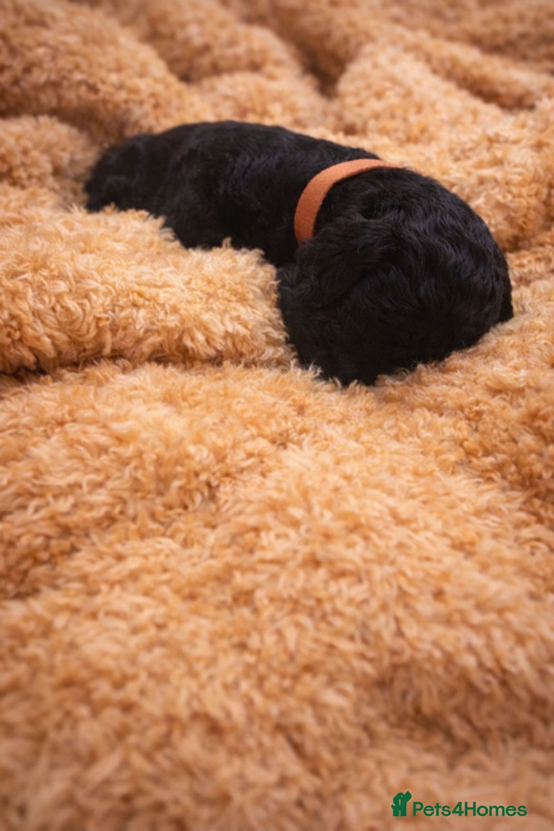 Standard Poodle dogs for sale: Silver KC registered Standard Poodle puppies - Advert 10